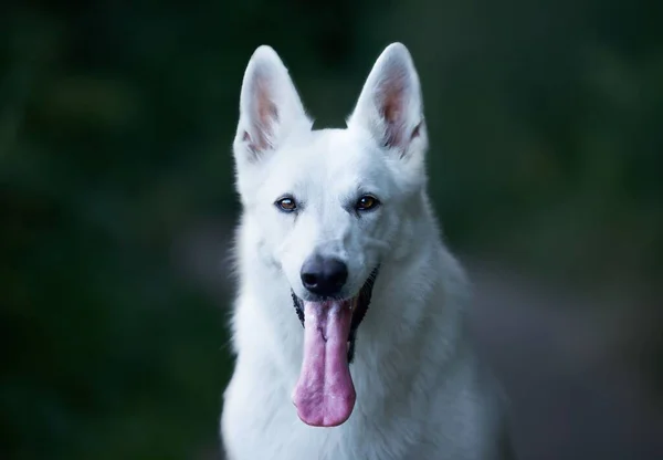 Enfoque Selectivo Perro Pastor Suizo Blanco Sentado Aire Libre — Foto de Stock