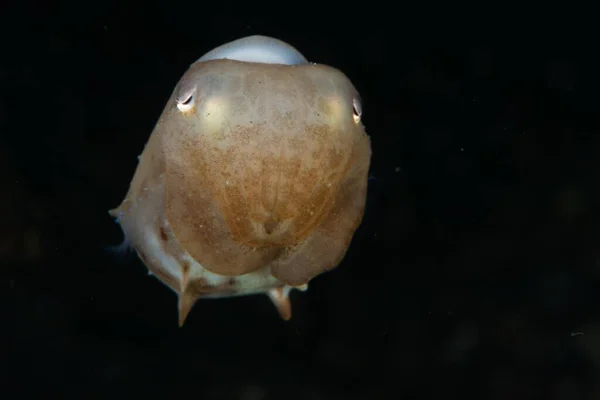 Incredibile Foto Polpo Dumbo Sott Acqua — Foto Stock