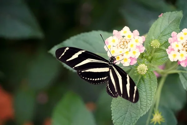 Detailní Záběr Motýla Zebra Longwing Otevřenými Křídly Světle Růžové Květině — Stock fotografie