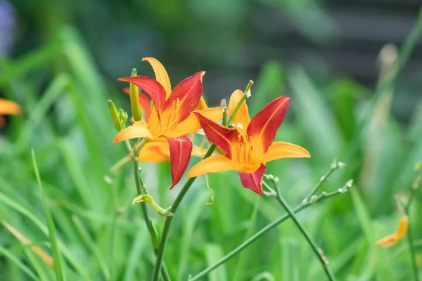 Closeup Shot Orange Dwarf Day Lily — Stock Photo, Image