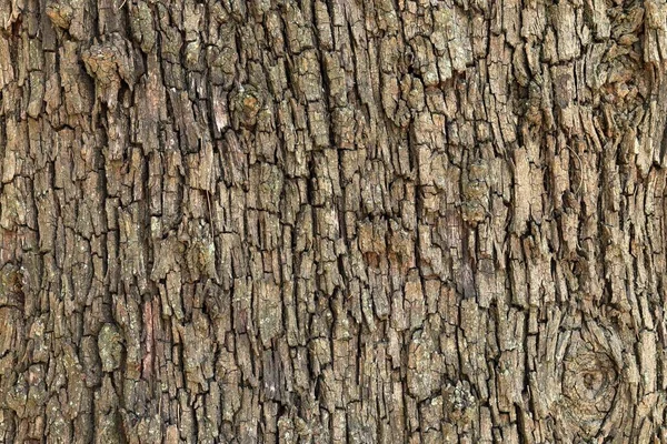Närbild Stammen Ett Träd Bra För Bakgrunder — Stockfoto