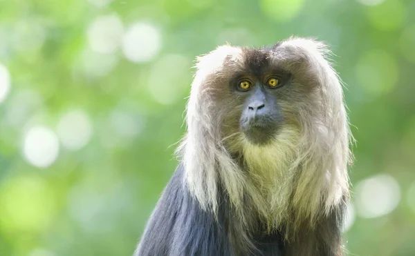 Una Messa Fuoco Selettiva Macaco All Aperto Durante Giorno — Foto Stock