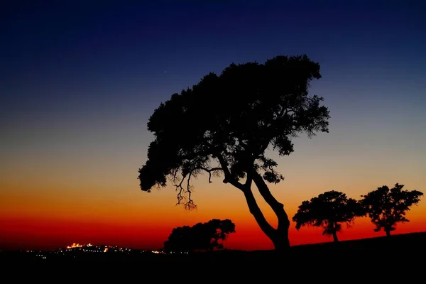 Die Silhouetten Alter Eichen Auf Dem Feld Bei Sonnenuntergang Der — Stockfoto