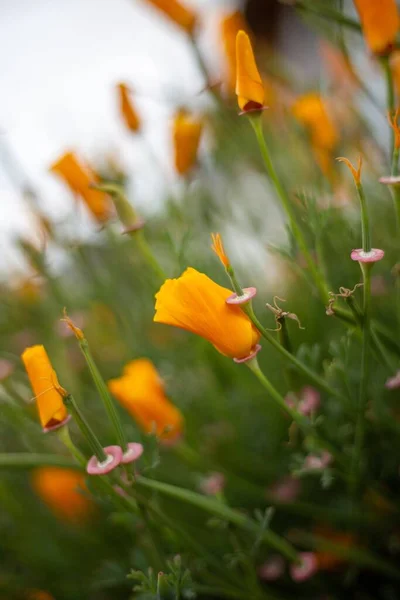 フィールドに咲くEschスカラ座のカリフォルニアの花の選択的なフォーカスショット — ストック写真
