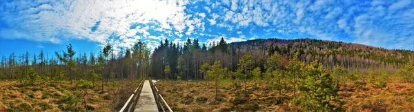 Панорамный Снимок Деревянного Пути Ведущего Лес Ботаническом Заповеднике Тиновул Мохос — стоковое фото