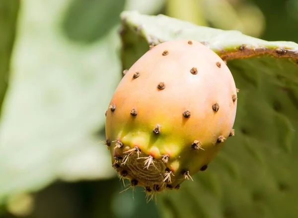 Ett Mjukt Fokus Gul Kaktus Frukt Med Ryggrad — Stockfoto