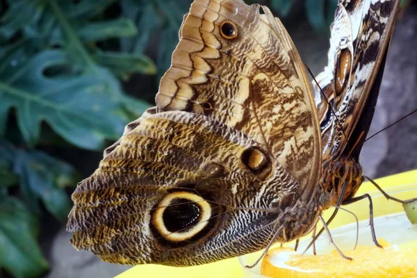 Tiro Close Uma Coruja Gigante Borboleta Empoleirado Uma Folha — Fotografia de Stock