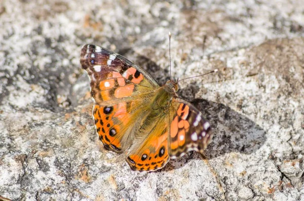 Eine Hochwinkelaufnahme Eines Orangen Und Braunen Schmetterlings Auf Einem Stein — Stockfoto