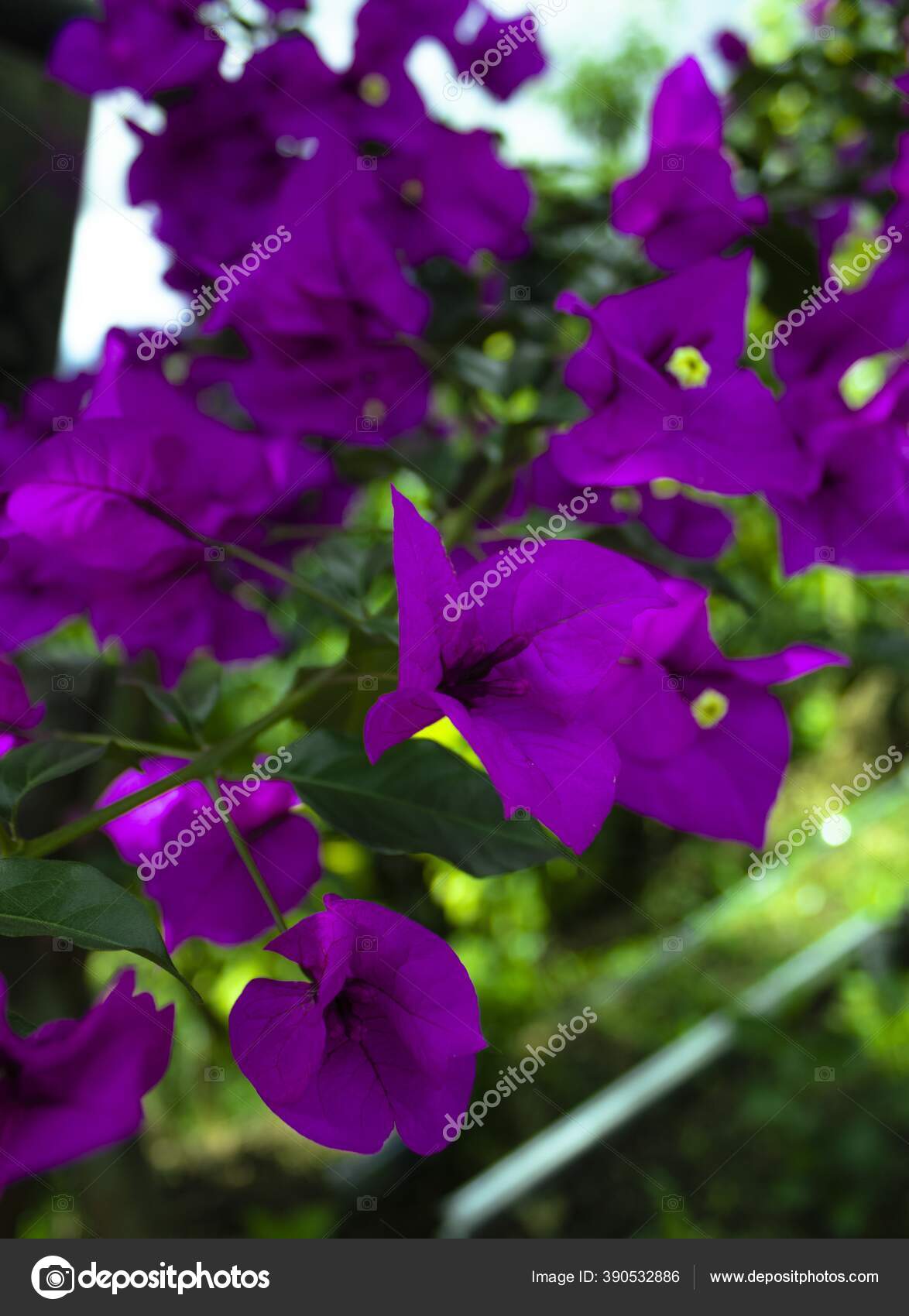 A Perpétua-roxa! O subarbusto perene ou anual Centratherum punctatum Cass.  da família das Asteraceas, é uma planta nativa do Brasil e das Américas,  com ampla distribuição e que já se encontra dispersa, image size:1174x1700