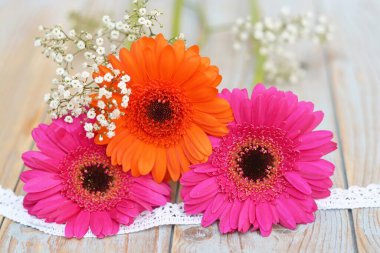 A closeup shot of pink and orange Barberton Daisy flowers lying on a wooden surface clipart