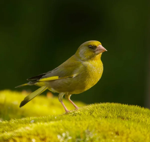 Селективный Фокус Европейской Птице Зеленокрыле Зеленой Поверхности Дневное Время — стоковое фото