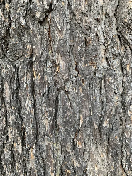 자연환경에 나무껍질을 수직으로 클로즈업 — 스톡 사진