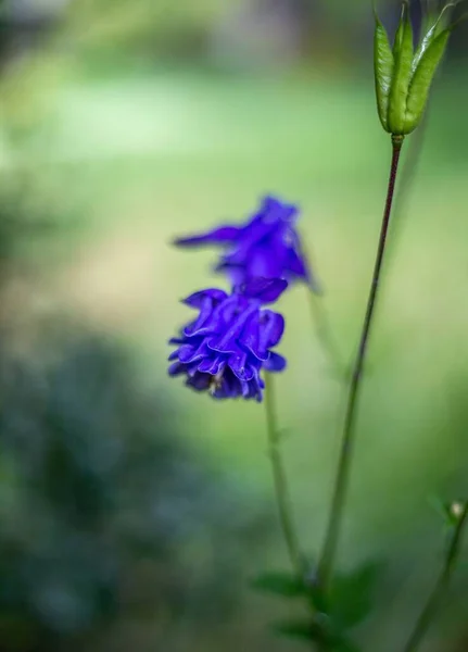 Tiro Seletivo Foco Uma Flor Roxa Bonita Que Floresce Campo — Fotografia de Stock