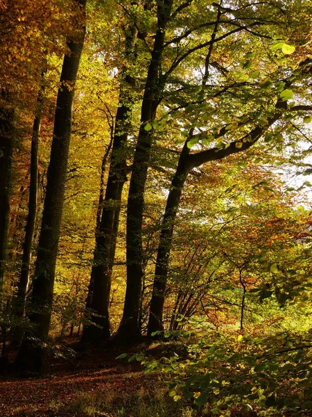 Sonbahar Ormanında Günbatımının Dikey Görüntüsü — Stok fotoğraf