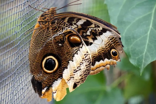 Gros Plan Papillon Hibou Géant Perché Sur Filet Maillé — Photo