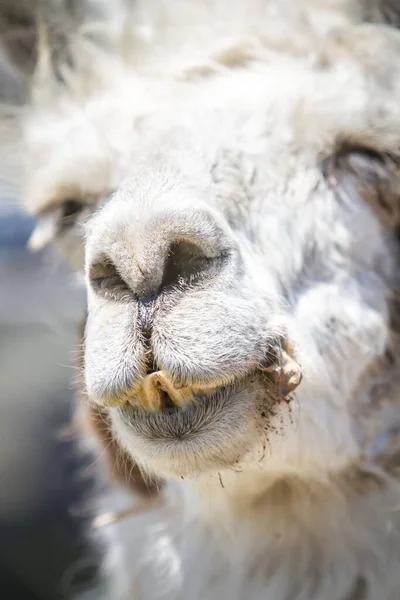 Vertical Portrait Shot White Llama Closed Eyes — Stock Photo, Image