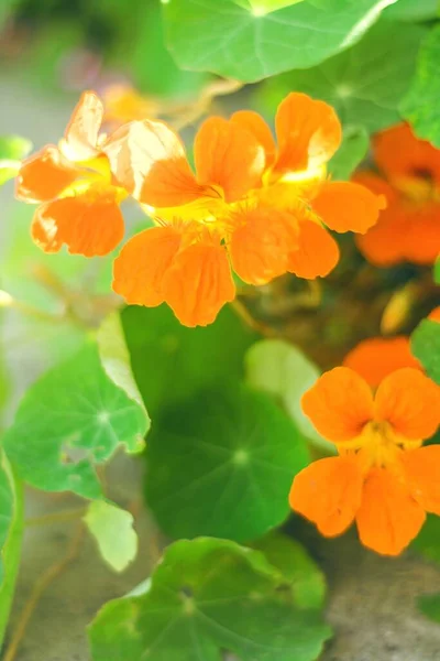 Vertikální Selektivní Zaostření Záběru Oranžových Květů — Stock fotografie