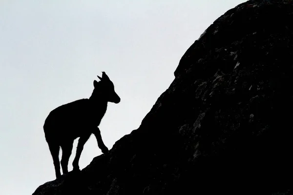 西班牙埃尔托卡尔 一只山地山羊在岩石顶上的轮廓 — 图库照片