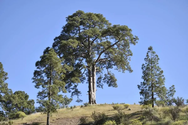 Ett Landskap Träd Kulle Mot Blå Himmel Solig Dag — Stockfoto