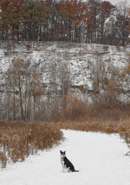 Eine Vertikale Aufnahme Eines Niedlichen Australischen Rinderhundes Der Schnee Einem — Stockfoto