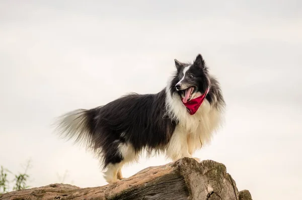 Een Dichtbij Shot Van Een Mackenzie River Husky Staand Een — Stockfoto