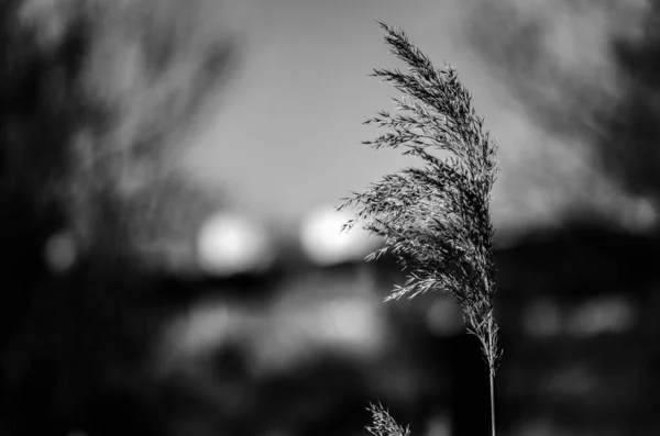 Eine Selektive Fokusaufnahme Einer Unter Dem Wind Schwankenden Pflanze Graustufen — Stockfoto