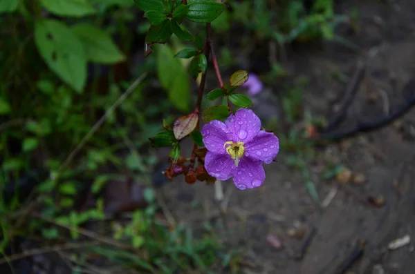 Üzerinde Damlaları Olan Bir Bahçede Mor Bir Çiçeğin Seçici Odak — Stok fotoğraf