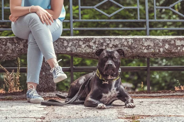 Staffordshire Bull Terrier Ligger Bredvid Sin Ägare Tittar Kameran — Stockfoto