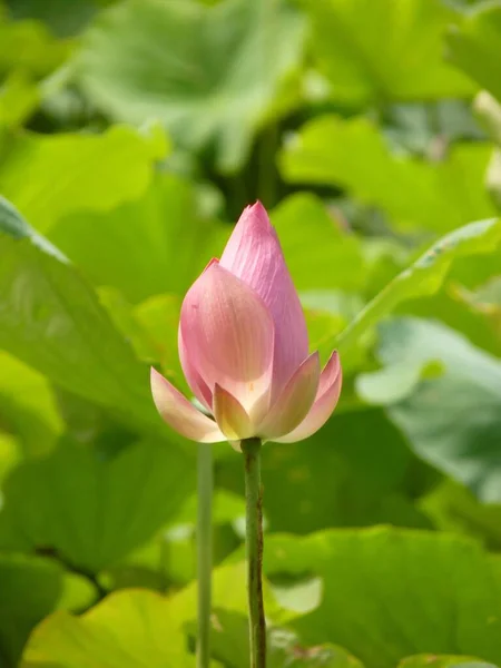 Eine Nahaufnahme Einer Schönen Rosafarbenen Lotusblume — Stockfoto