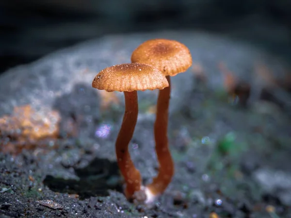 Gros Plan Petits Champignons Bruns Fond Flou — Photo