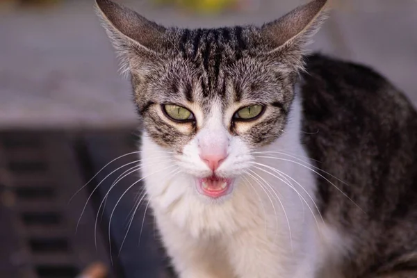 屋外の地面に立っている灰色と白の猫のクローズアップショット — ストック写真