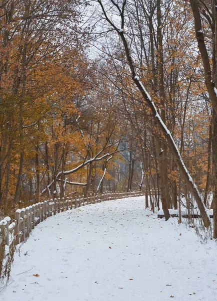 Plano Vertical Hermoso Parque Con Sendero Rodeado Árboles Cubiertos Nieve —  Fotos de Stock