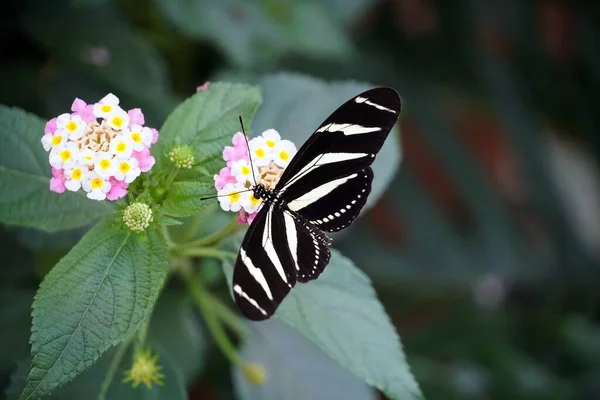 Een Zebra Langvleugelige Vlinder Met Open Vleugels Een Lichtroze Bloem — Stockfoto