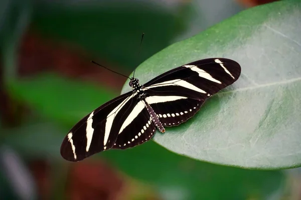날개가 줄무늬긴 나비의 — 스톡 사진