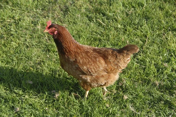 農場の草の上を歩いている茶色の鶏 — ストック写真