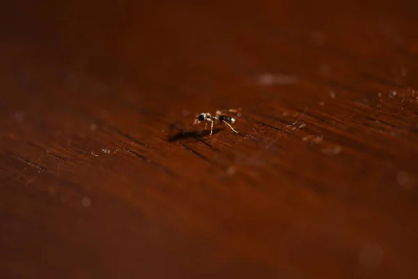 Plan Rapproché Insecte Sur Une Surface Bois Brun — Photo