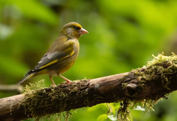 Tiro Seletivo Foco Greenfinch Europeu Ramo Árvore Durante Luz Dia — Fotografia de Stock