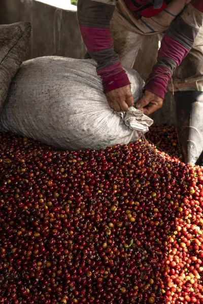 Eine Vertikale Aufnahme Einer Person Die Einen Mit Kaffeebohnen Gefüllten — Stockfoto