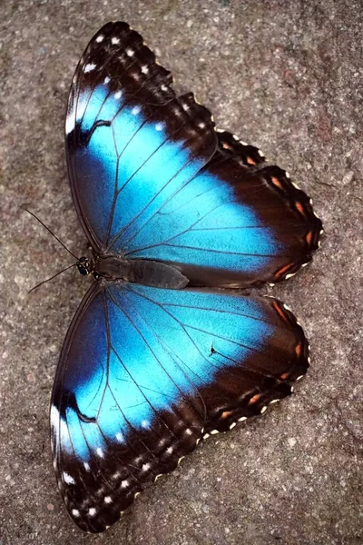 Primer Plano Una Mariposa Morfo Azul Con Alas Abiertas Sobre —  Fotos de Stock