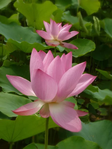 Крупный План Красивых Розовых Лепестков Лотоса — стоковое фото