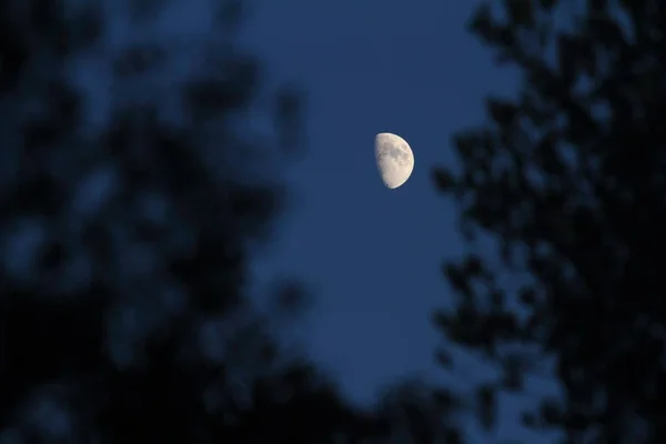 Meia Lua Céu Noturno Com Ramos Árvores Primeiro Plano — Fotografia de Stock