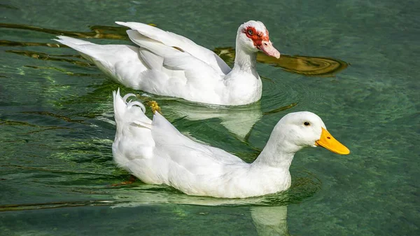 两只白鸭在池塘里游泳的高角镜头 — 图库照片