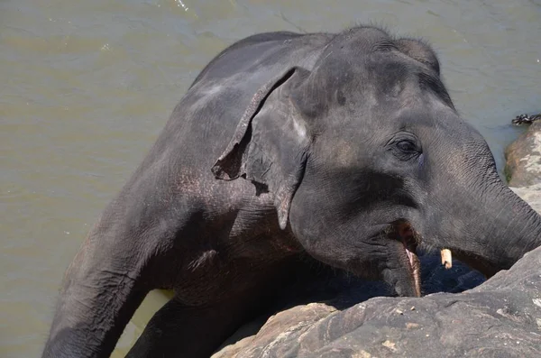 Elefante Cor Escura Perto Rio Capturado Durante Dia — Fotografia de Stock