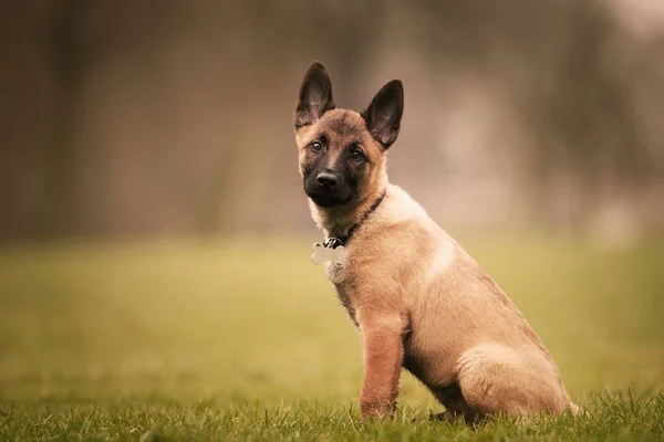 Eine Selektive Fokusaufnahme Eines Entzückenden Belgischen Malinois Welpen Freien Bei — Stockfoto