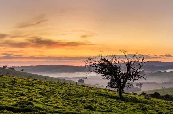 手前の緑の野と一本の木が沈む夕日の絶景 — ストック写真