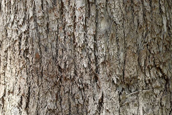 Ένα Κοντινό Πλάνο Του Κορμού Ενός Δέντρου Καλό Για Υπόβαθρα — Φωτογραφία Αρχείου
