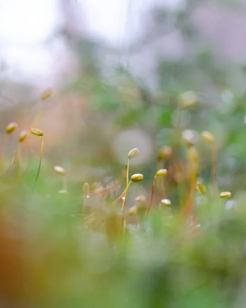 Ένα Κοντινό Πλάνο Του Πράσινου Μπουμπούκια Φυτών Ένα Πεδίο Θολή — Φωτογραφία Αρχείου