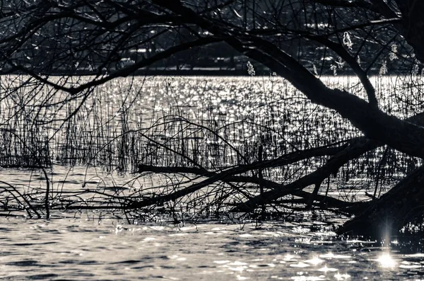 Plan Niveaux Gris Arbres Poussant Près Mer Avec Des Branches — Photo