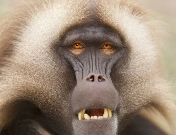 在阳光下 一只有着明亮橙色眼睛的狒狒的特写镜头 — 图库照片