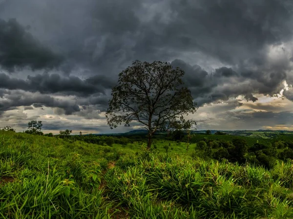 Belo Tiro Campo Verde Com Uma Árvore Sob Céu Nublado — Fotografia de Stock